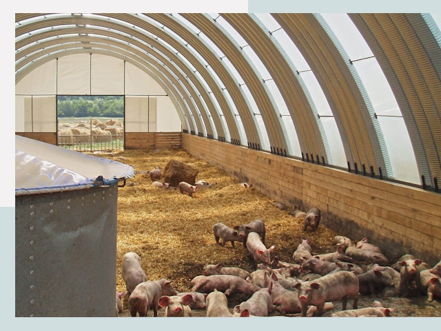 Строительство свинарников в Сосновом Боре