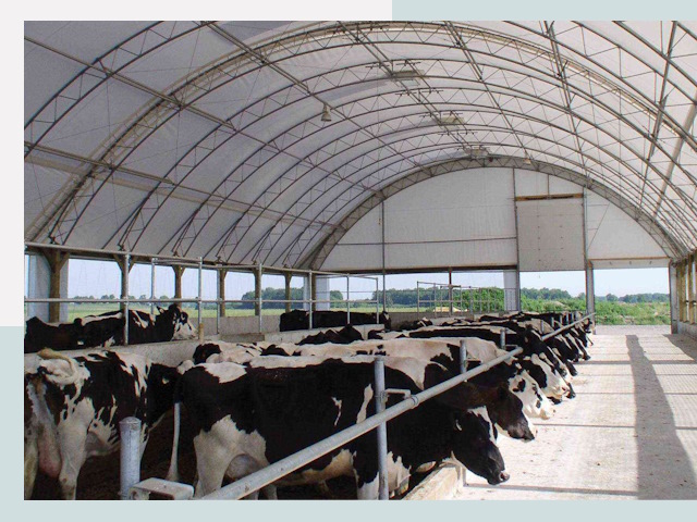 Тентовые коровники в Сосновом Боре